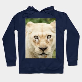 Albino lioness in the wild Hoodie